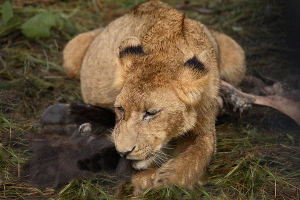 Afrikanischer Loewe African Lion Panthera Leo — Φωτογραφία Αρχείου