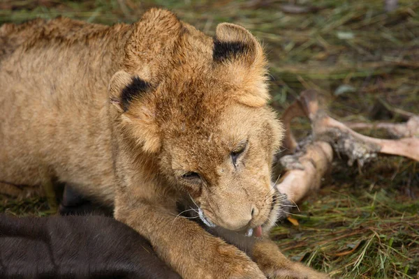 Afrikanischer Loewe Lion Africain Panthera Leo — Photo