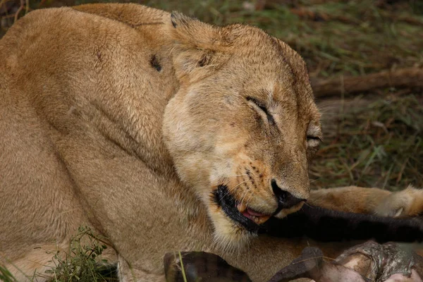 Afrikanischer Loewe African Lion Panthera Leo — Φωτογραφία Αρχείου