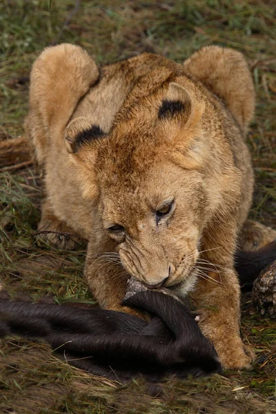 Afrikanischer Loewe African Lion Panthera Leo — Φωτογραφία Αρχείου