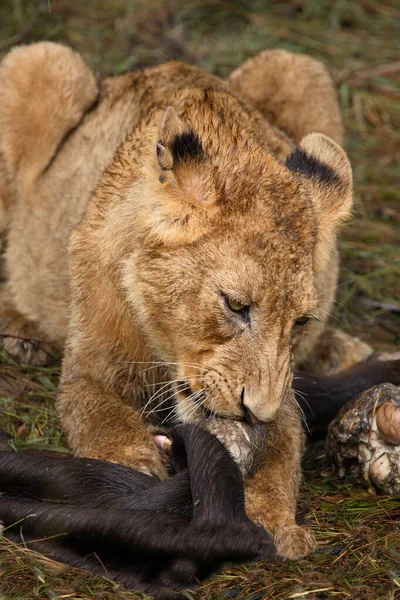 Afrikanischer Loewe African Lion Panthera Leo — 스톡 사진