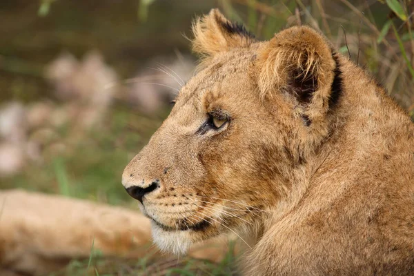 Afrikanischer Loewe African Lion Panthera Leo — стокове фото