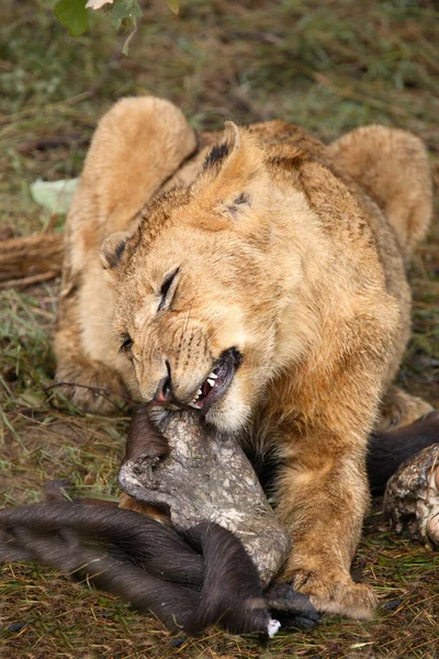 Afrikanischer Loewe Lion Africain Panthera Leo — Photo