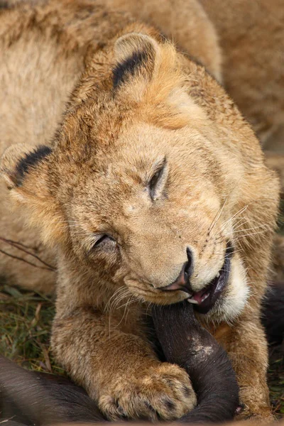 Afrikanischer Loewe African Lion Panthera Leo — стокове фото