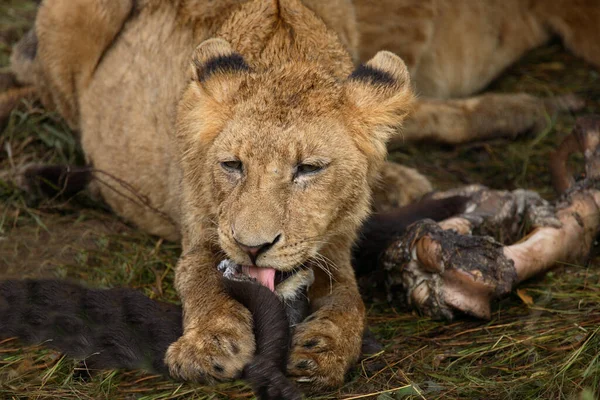 Afrikanischer Loewe African Lion Panthera Leo — 스톡 사진