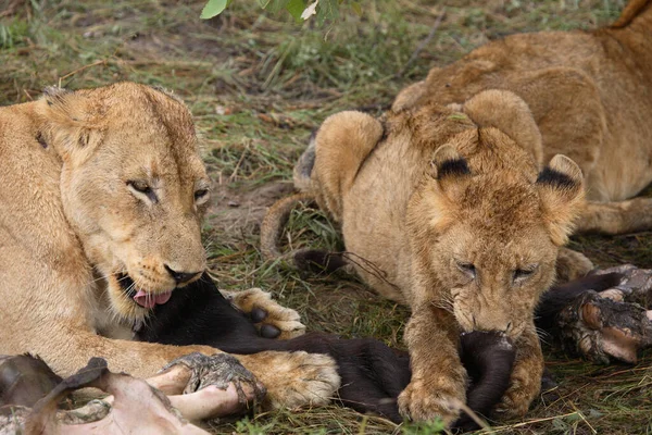 Afrikanischer Loewe Afrikanska Lejonet Panthera Leo — Stockfoto