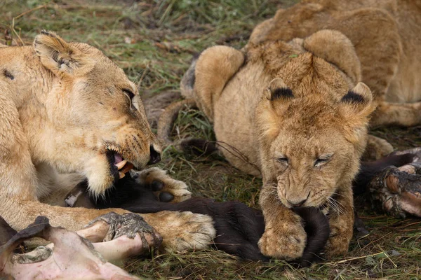 Afrikanischer Loewe African Lion Panthera Leo — стокове фото