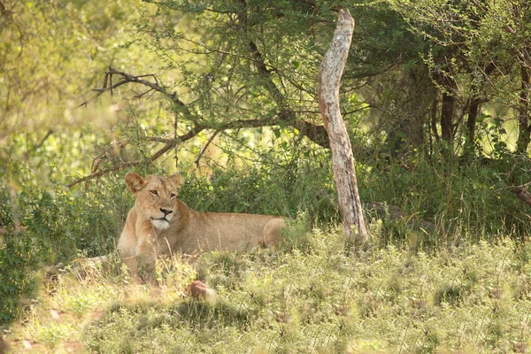 Afrikanischer Loewe African Lion Panthera Leo — стокове фото