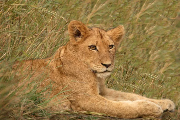 Afrikanischer Loewe Afrikai Oroszlán Panthera Leo — Stock Fotó