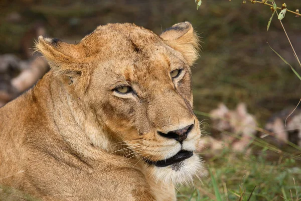 Afrikanischer Loewe African Lion Panthera Leo Royalty Free Stock Photos