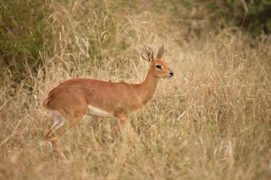 Afrikanischer Steinbock / Steenbok / Raphicerus campestris