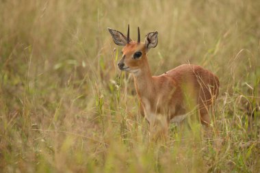 Afrikanischer Steinbock / Steenbok / Raphicerus campestris