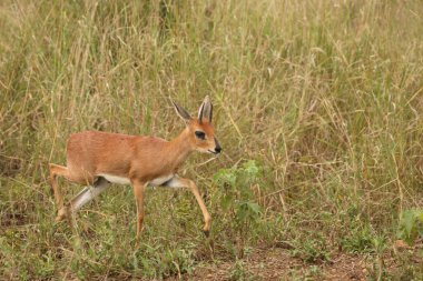 Afrikanischer Steinbock / Steenbok / Raphicerus campestris