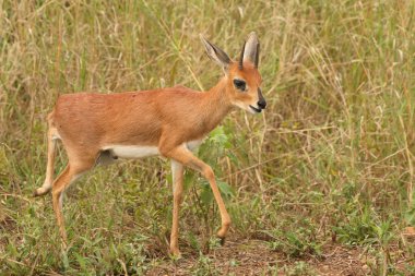 Afrikanischer Steinbock / Steenbok / Raphicerus campestris