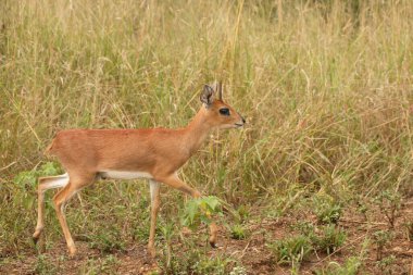 Afrikanischer Steinbock / Steenbok / Raphicerus campestris