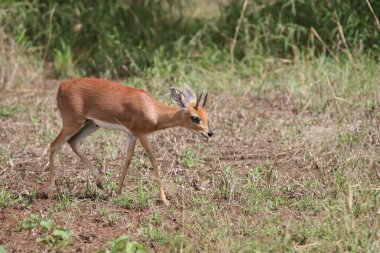 Afrikanischer Steinbock / Steenbok / Raphicerus campestris