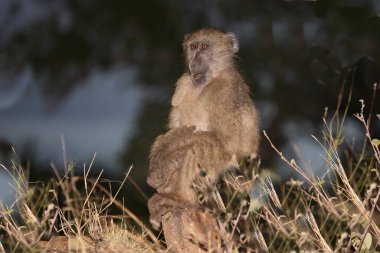 Baerenpavian / Chacma Baboon / Papio ursinus