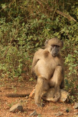Baerenpavian / Chacma Baboon / Papio ursinus