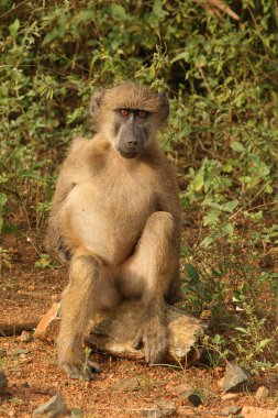 Baerenpavian / Chacma Baboon / Papio ursinus