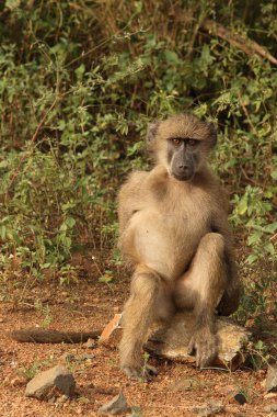 Baerenpavian / Chacma Baboon / Papio ursinus