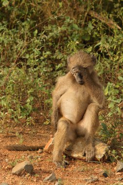 Baerenpavian / Chacma Baboon / Papio ursinus