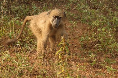 Baerenpavian / Chacma Baboon / Papio ursinus