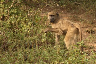 Baerenpavian / Chacma Baboon / Papio ursinus