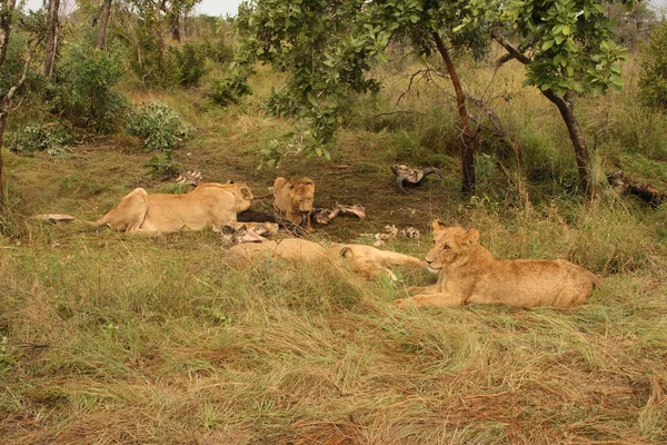 Afrikanischer Loewe African Lion Panthera Leo — Stock Photo, Image