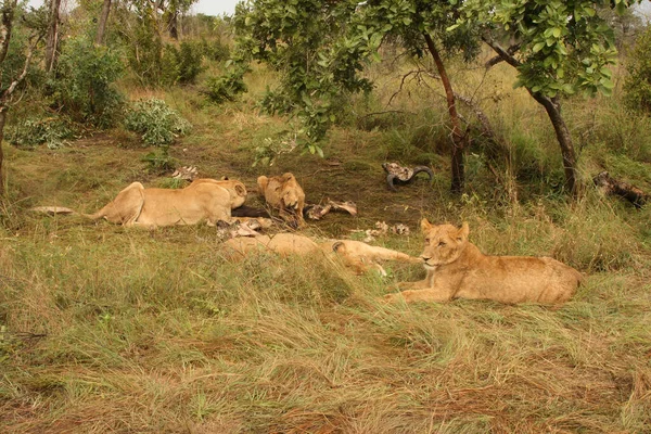 Afrikanischer Loewe Leão Africano Panthera Leo — Fotografia de Stock