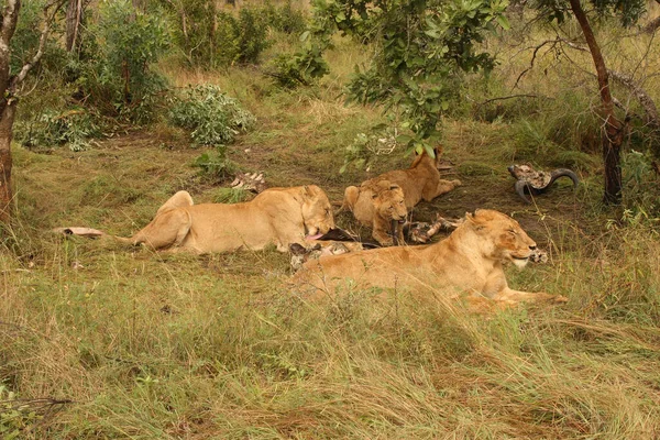 Afrikanischer Loewe African Lion Panthera Leo — стокове фото