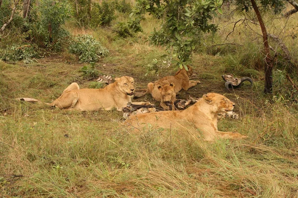 Afrikanischer Loewe African Lion Panthera Leo — Stockfoto