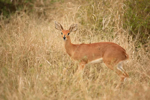 Afrikanischer Steinbock Steenbok Raphicerus Campestris — 스톡 사진