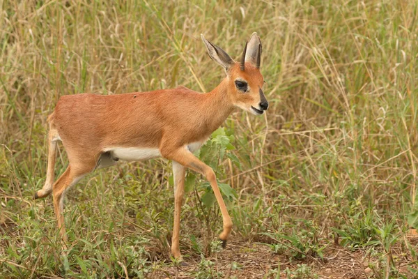 Afrikanischer Steinbock Steenbok Raphicerus Campestris — Φωτογραφία Αρχείου