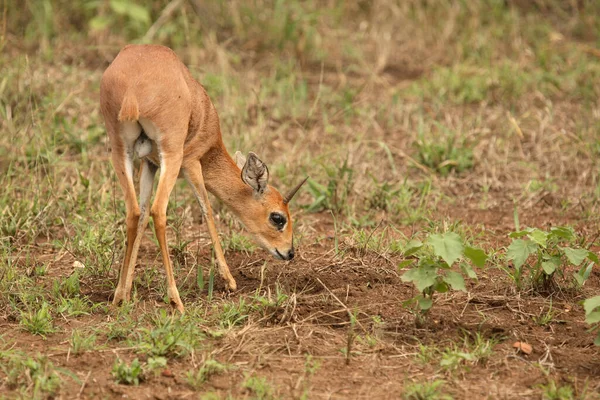 Afrikanischer Steinbock Steenbok Raphicerus Campestris — Stok fotoğraf