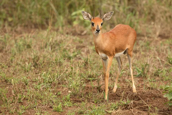 Afrikanischer Steinbock Steenbok Raphicerus Campestris — Stockfoto