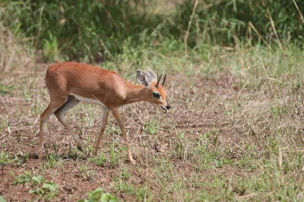 Африканишер Стейнбок Steenbok Raphicerus Campestris — стоковое фото