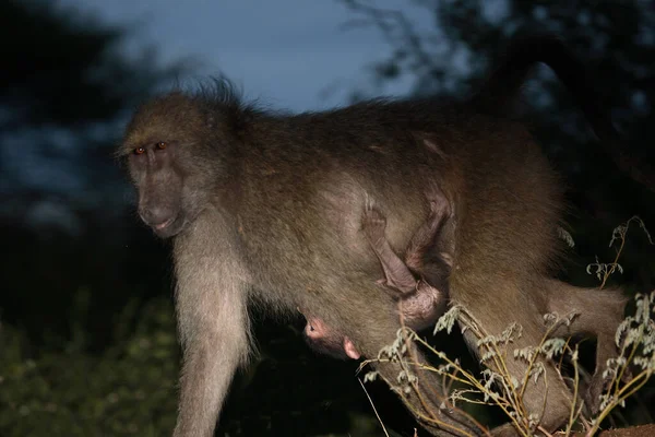 Havskräfta Chacma Baboon Papio Ursinus — Stockfoto