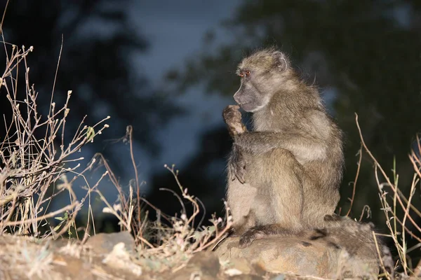 Baerenpavian Chacma Baboon Papio Ursinus — Φωτογραφία Αρχείου