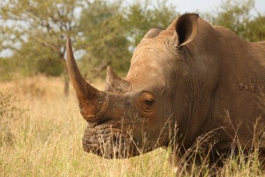 Breitmaulnashorn / Square-lipped Rhinoceros / Ceratotherium Simum