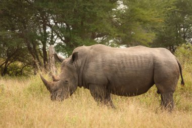 Breitmaulnashorn / Square-lipped Rhinoceros / Ceratotherium Simum