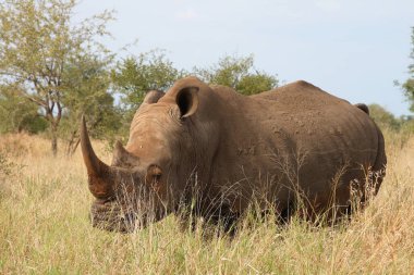 Breitmaulnashorn / Square-lipped Rhinoceros / Ceratotherium Simum