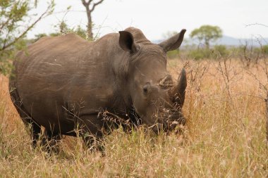 Breitmaulnashorn / Square-lipped Rhinoceros / Ceratotherium Simum