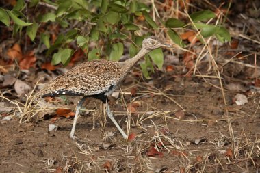 Gackeltrappe / Whitequaked Korhaan / Eupodotis afra