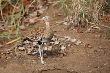 Gackeltrappe / Whitequaked Korhaan / Eupodotis afra