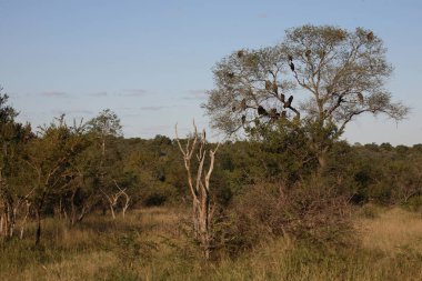 Geier auf Baum / Akbaba Ağaçta / 