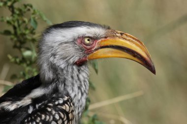 Suedlicher Gelbschnabeltoko / Güneyli sarı gagalı boynuz gagalı / Tockus löcolas