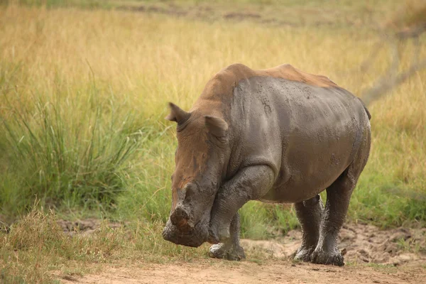 Breitmaulnashorn Square Lipped Rhinoceros Ceratotherium Simum — Foto de Stock