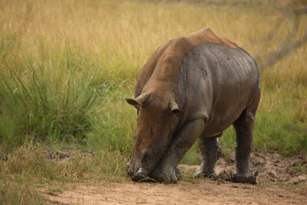 Breitmaulnashorn Square Lipped Rhinoceros Ceratotherium Simum — Stok fotoğraf