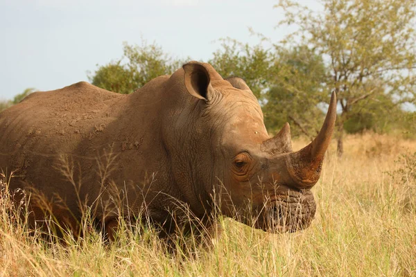 Breitmaulnashorn Square Lipped Rhinoceros Ceratotherium Simum — Foto de Stock