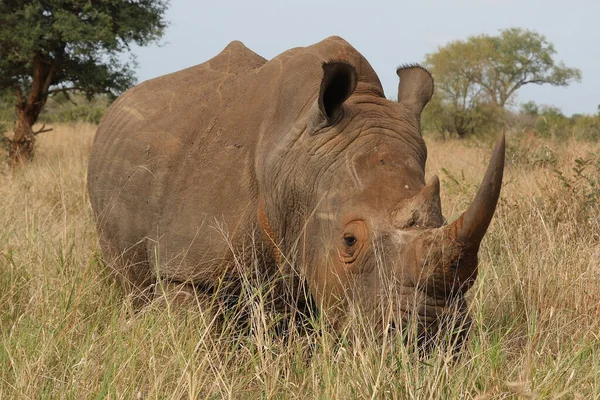 Breitmaulnashorn Square Lipped Rhinoceros Ceratotherium Simum — Fotografie, imagine de stoc